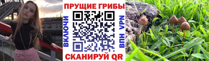 ОМГ ОМГ ссылка  Нефтегорск  Псилоцибиновые грибы Psilocybe 